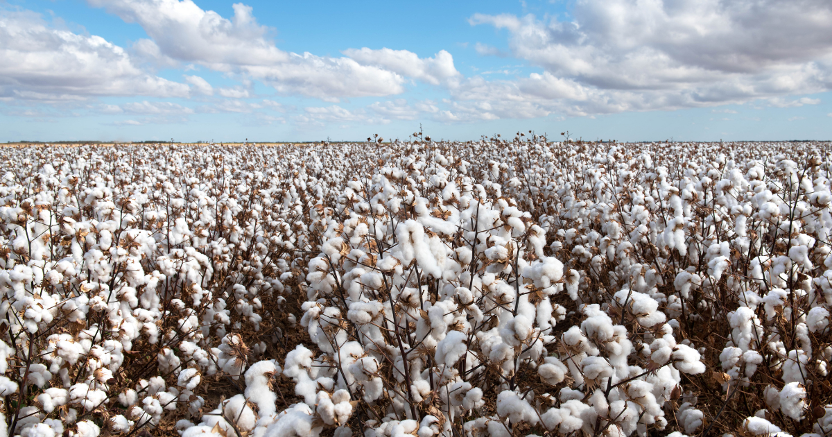 Best Sustainable 5 Top Sustainable Materials for Fashion Products Dresses In Europe